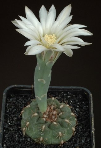 Gymnocalycium_3